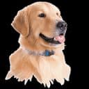 Invisiblefence.com Promo Codes for February 2026