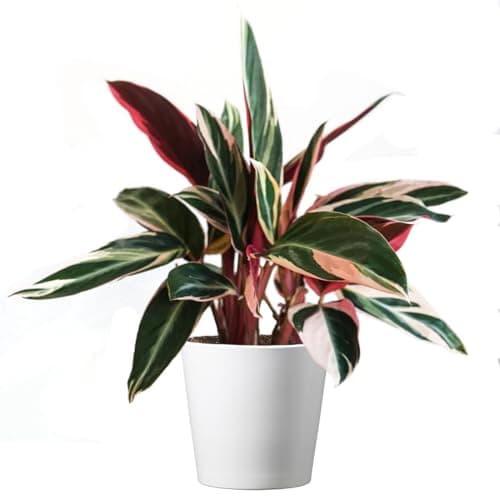 American Plant Exchange Stromanthe Triostar – 6-Inch Pot with Cover – Live Easy Care Indoor Houseplant, Air-Purifying, Bright Light Tropical Plant for Home, Office & Garden Decor