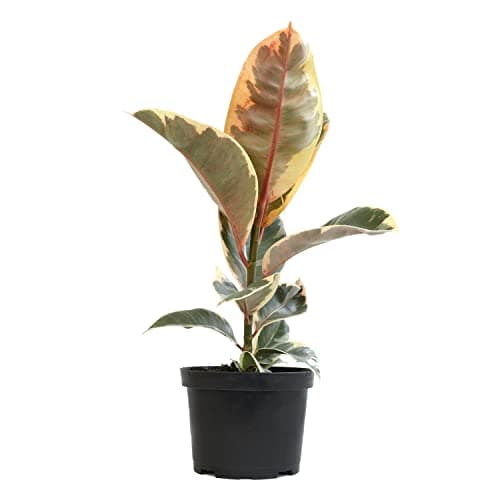 6" Ficus Tineke, Variegated Rubber Plant, Real Ficus Tree, Indoor Garden Greenhouse Plant Room Decor Office Plants Live Real Plants Indoor Live Plants Indoor Plants Live Houseplants by Plants for Pets