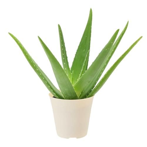 Live Aloe Vera Succulent Easy Indoor Houseplant in Plastic Pot, Air Purifying Ornamental Plant Gift for Home and Garden Decor, 4 Inch