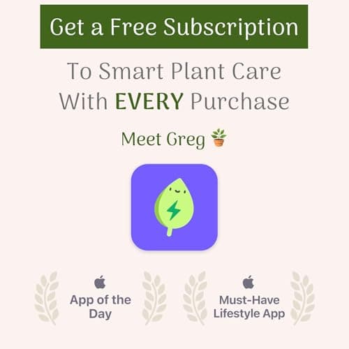 American Plant Exchange Stromanthe Triostar – 6-Inch Pot with Cover – Live Easy Care Indoor Houseplant, Air-Purifying, Bright Light Tropical Plant for Home, Office & Garden Decor