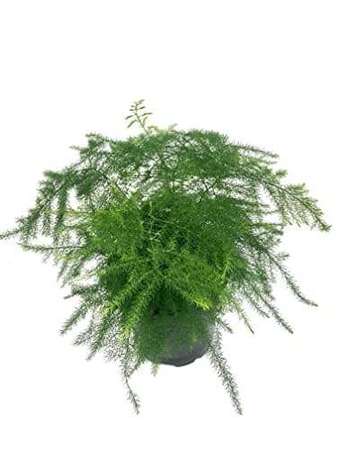 Asparagus Fern - Live Plant in a 4 Inch Pot - Asparagus Plumosus Setaceus - Rare and Exotic Ferns from Florida - Beautiful Clean Air Indoor Outdoor Ferns
