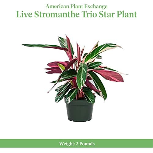 American Plant Exchange Stromanthe Triostar – 6-Inch Pot with Cover – Live Easy Care Indoor Houseplant, Air-Purifying, Bright Light Tropical Plant for Home, Office & Garden Decor