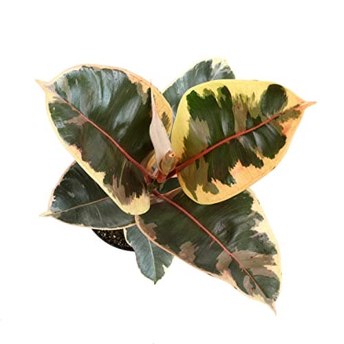 6" Ficus Tineke, Variegated Rubber Plant, Real Ficus Tree, Indoor Garden Greenhouse Plant Room Decor Office Plants Live Real Plants Indoor Live Plants Indoor Plants Live Houseplants by Plants for Pets