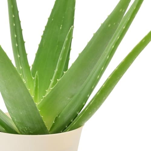 Live Aloe Vera Succulent Easy Indoor Houseplant in Plastic Pot, Air Purifying Ornamental Plant Gift for Home and Garden Decor, 4 Inch