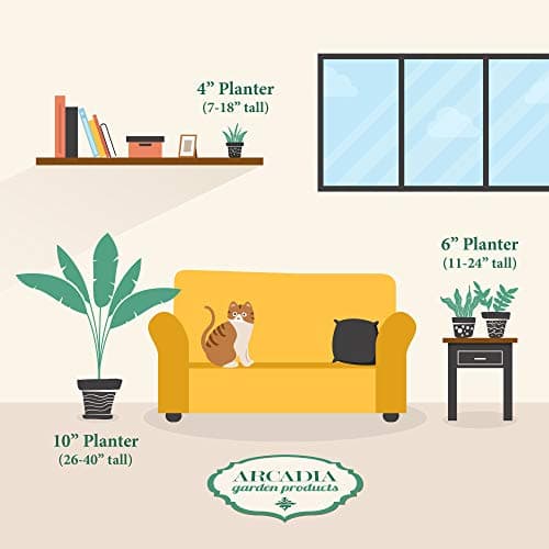 Live Aloe Vera Succulent Easy Indoor Houseplant in Plastic Pot, Air Purifying Ornamental Plant Gift for Home and Garden Decor, 4 Inch