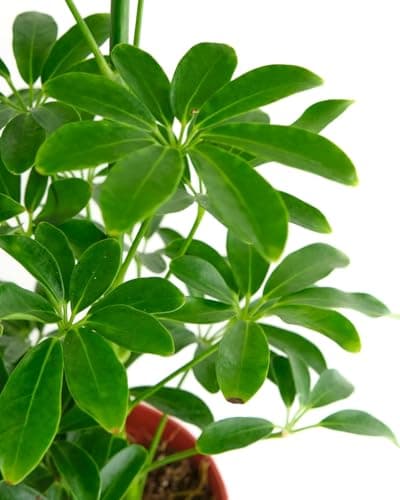 Shop Succulents Heptapleurum Arboricola, Live Indoor Plant, Low Maintenance Dwarf Umbrella Tree, Ideal for Home Decor, Office, and Room Enhancement, 6 Inch Nursery Pot