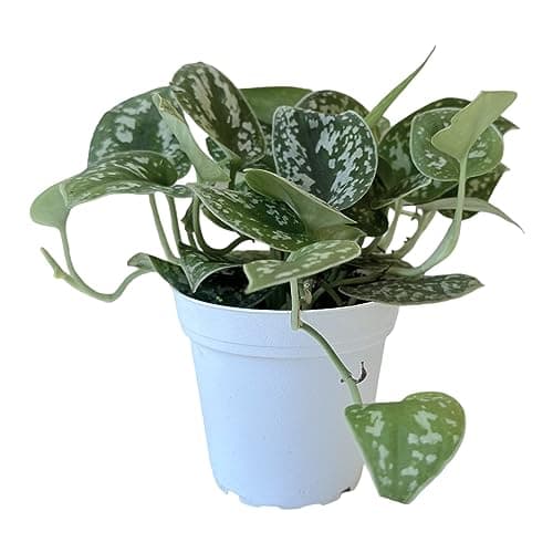 Hopewind Plants Shop- Silver Satin Pothos, Scindapsus pictus 'Argyraeus' Popular and Attractive houseplant, Gorgeous Live Indoor Plant, Easy to Care and Rare Variety Green Thumbs Up 4 inch Pot