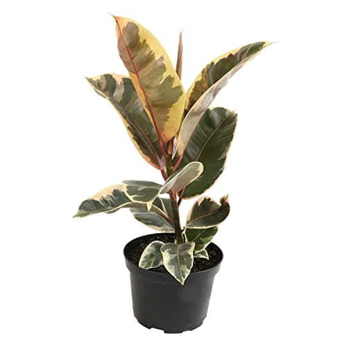 6" Ficus Tineke, Variegated Rubber Plant, Real Ficus Tree, Indoor Garden Greenhouse Plant Room Decor Office Plants Live Real Plants Indoor Live Plants Indoor Plants Live Houseplants by Plants for Pets