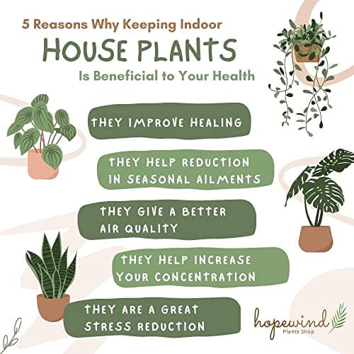 Hopewind Plants Shop- Silver Satin Pothos, Scindapsus pictus 'Argyraeus' Popular and Attractive houseplant, Gorgeous Live Indoor Plant, Easy to Care and Rare Variety Green Thumbs Up 4 inch Pot