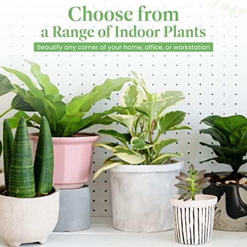 American Plant Exchange Stromanthe Triostar – 6-Inch Pot with Cover – Live Easy Care Indoor Houseplant, Air-Purifying, Bright Light Tropical Plant for Home, Office & Garden Decor