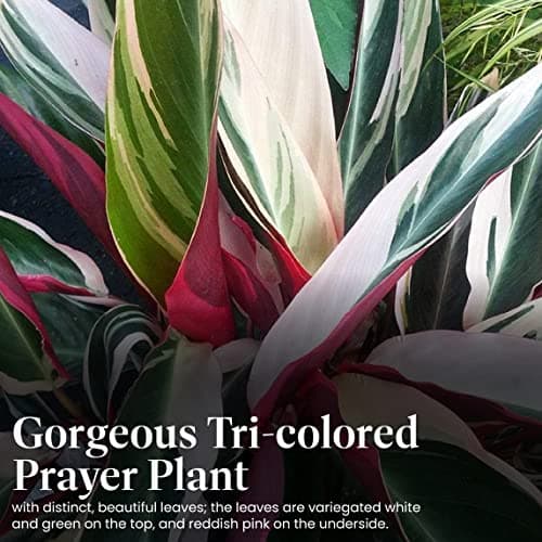 American Plant Exchange Stromanthe Triostar – 6-Inch Pot with Cover – Live Easy Care Indoor Houseplant, Air-Purifying, Bright Light Tropical Plant for Home, Office & Garden Decor