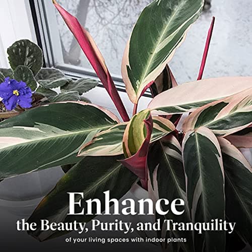 American Plant Exchange Stromanthe Triostar – 6-Inch Pot with Cover – Live Easy Care Indoor Houseplant, Air-Purifying, Bright Light Tropical Plant for Home, Office & Garden Decor
