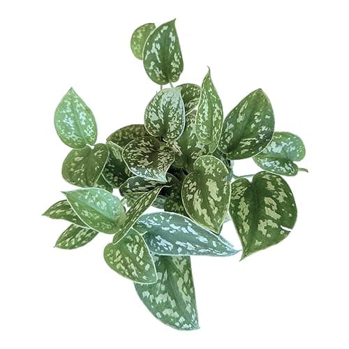 Hopewind Plants Shop- Silver Satin Pothos, Scindapsus pictus 'Argyraeus' Popular and Attractive houseplant, Gorgeous Live Indoor Plant, Easy to Care and Rare Variety Green Thumbs Up 4 inch Pot