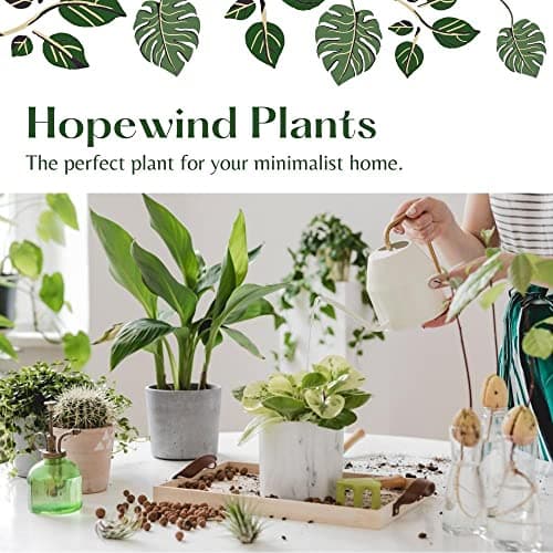 Hopewind Plants Shop- Silver Satin Pothos, Scindapsus pictus 'Argyraeus' Popular and Attractive houseplant, Gorgeous Live Indoor Plant, Easy to Care and Rare Variety Green Thumbs Up 4 inch Pot