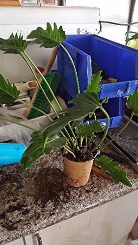 Philodendron Xanadu (Philodendron Hybrid) - 8" to 1 Feet Tall - Ship in 4" Pot