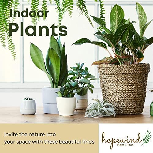 Hopewind Plants Shop- Silver Satin Pothos, Scindapsus pictus 'Argyraeus' Popular and Attractive houseplant, Gorgeous Live Indoor Plant, Easy to Care and Rare Variety Green Thumbs Up 4 inch Pot