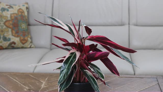 American Plant Exchange Stromanthe Triostar – 6-Inch Pot with Cover – Live Easy Care Indoor Houseplant, Air-Purifying, Bright Light Tropical Plant for Home, Office & Garden Decor