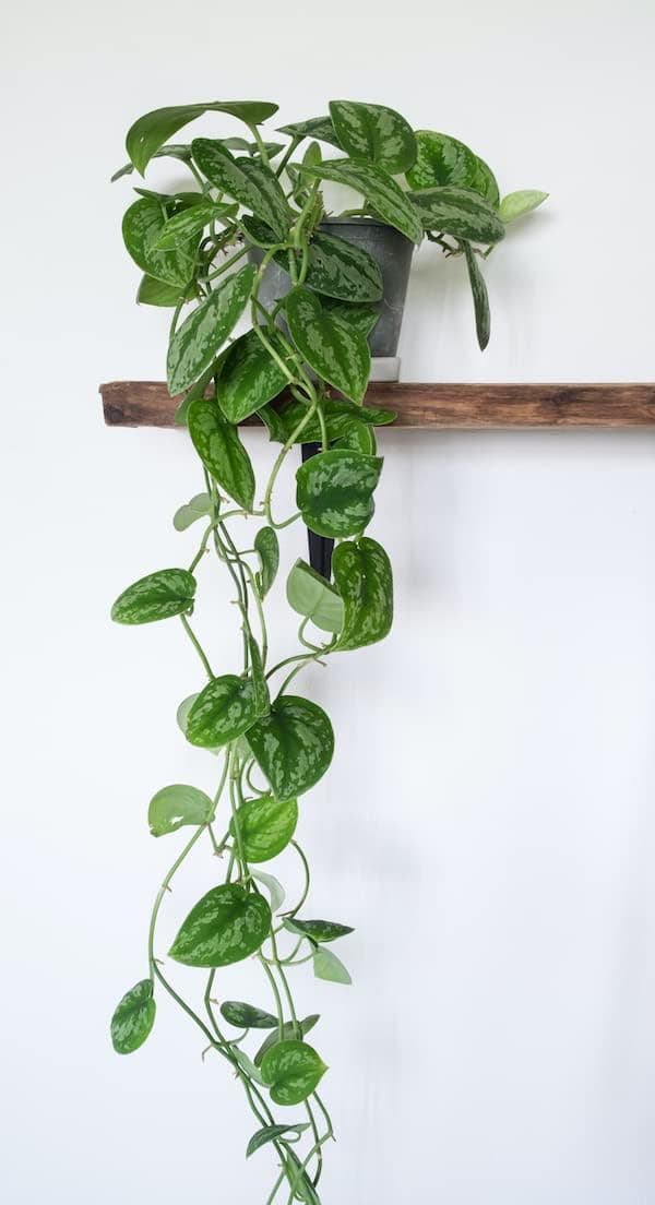 Hopewind Plants Shop- Silver Satin Pothos, Scindapsus pictus 'Argyraeus' Popular and Attractive houseplant, Gorgeous Live Indoor Plant, Easy to Care and Rare Variety Green Thumbs Up 4 inch Pot