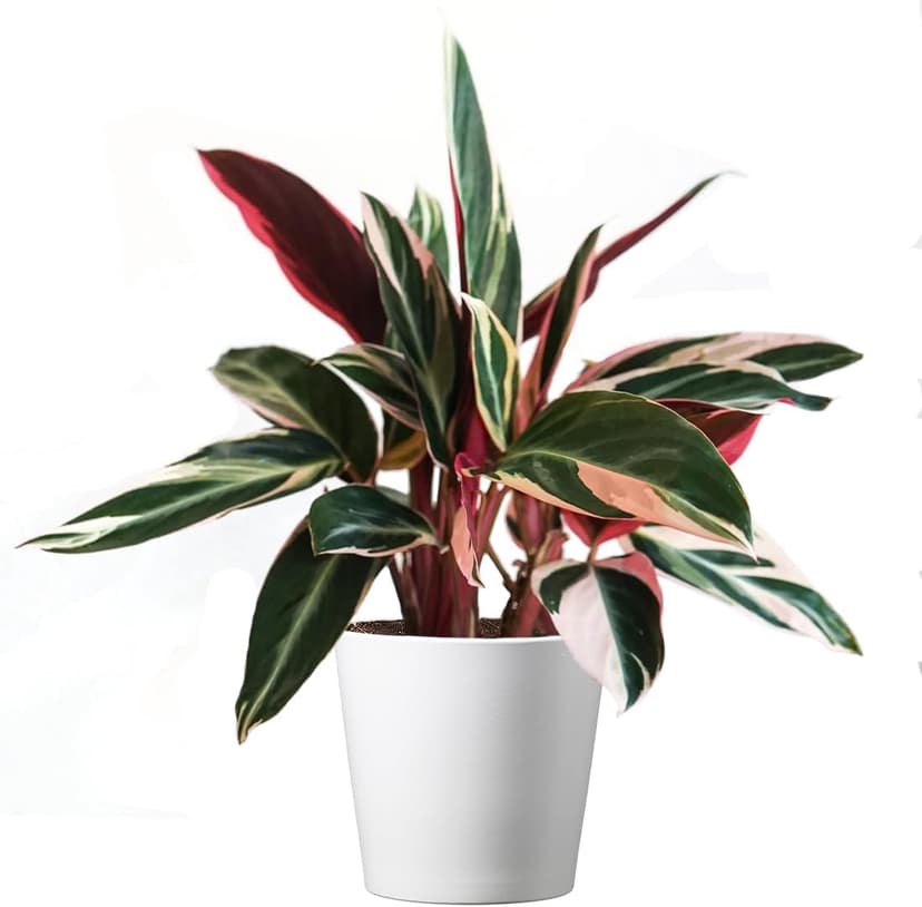 American Plant Exchange Stromanthe Triostar – 6-Inch Pot with Cover – Live Easy Care Indoor Houseplant, Air-Purifying, Bright Light Tropical Plant for Home, Office & Garden Decor