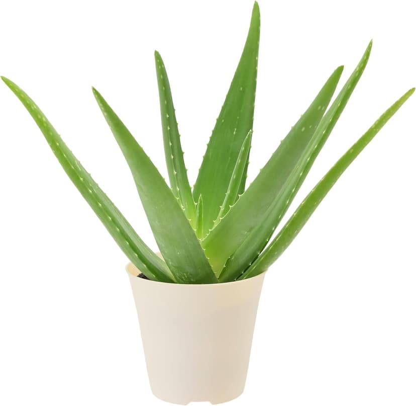 Live Aloe Vera Succulent Easy Indoor Houseplant in Plastic Pot, Air Purifying Ornamental Plant Gift for Home and Garden Decor, 4 Inch
