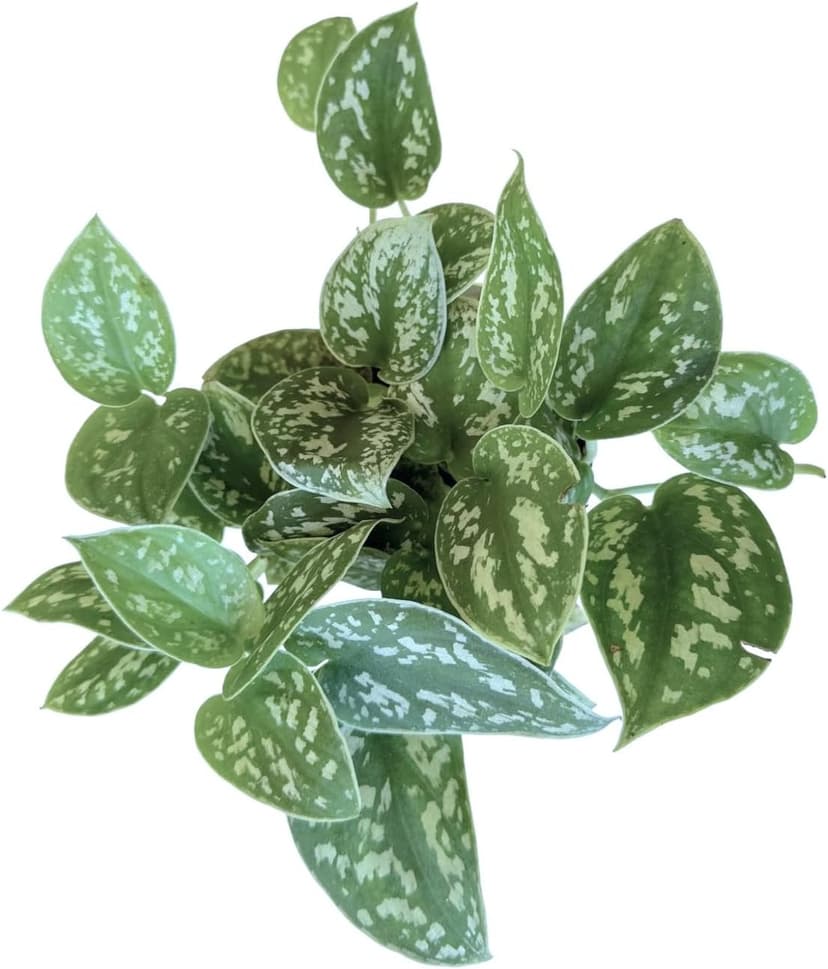 Hopewind Plants Shop- Silver Satin Pothos, Scindapsus pictus 'Argyraeus' Popular and Attractive houseplant, Gorgeous Live Indoor Plant, Easy to Care and Rare Variety Green Thumbs Up 4 inch Pot