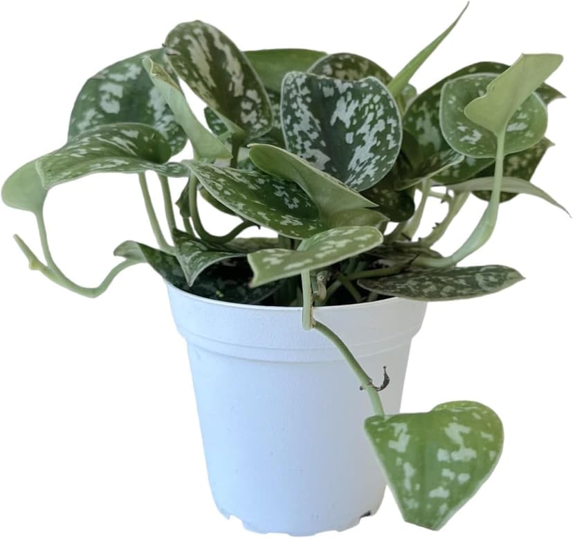 Hopewind Plants Shop- Silver Satin Pothos, Scindapsus pictus 'Argyraeus' Popular and Attractive houseplant, Gorgeous Live Indoor Plant, Easy to Care and Rare Variety Green Thumbs Up 4 inch Pot