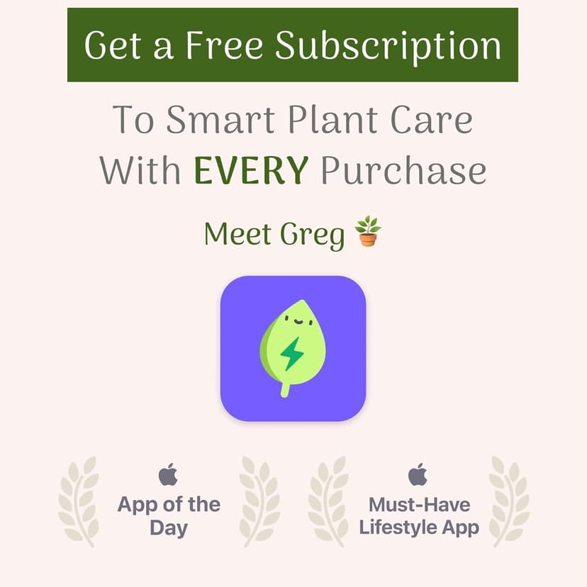 American Plant Exchange Stromanthe Triostar – 6-Inch Pot with Cover – Live Easy Care Indoor Houseplant, Air-Purifying, Bright Light Tropical Plant for Home, Office & Garden Decor