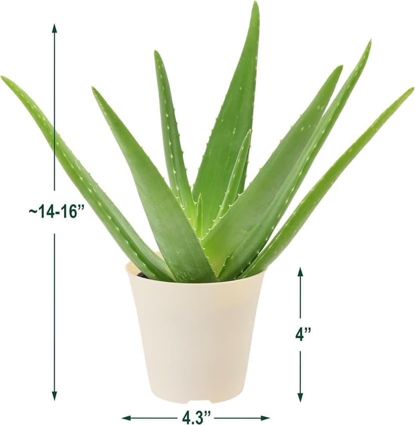 Live Aloe Vera Succulent Easy Indoor Houseplant in Plastic Pot, Air Purifying Ornamental Plant Gift for Home and Garden Decor, 4 Inch