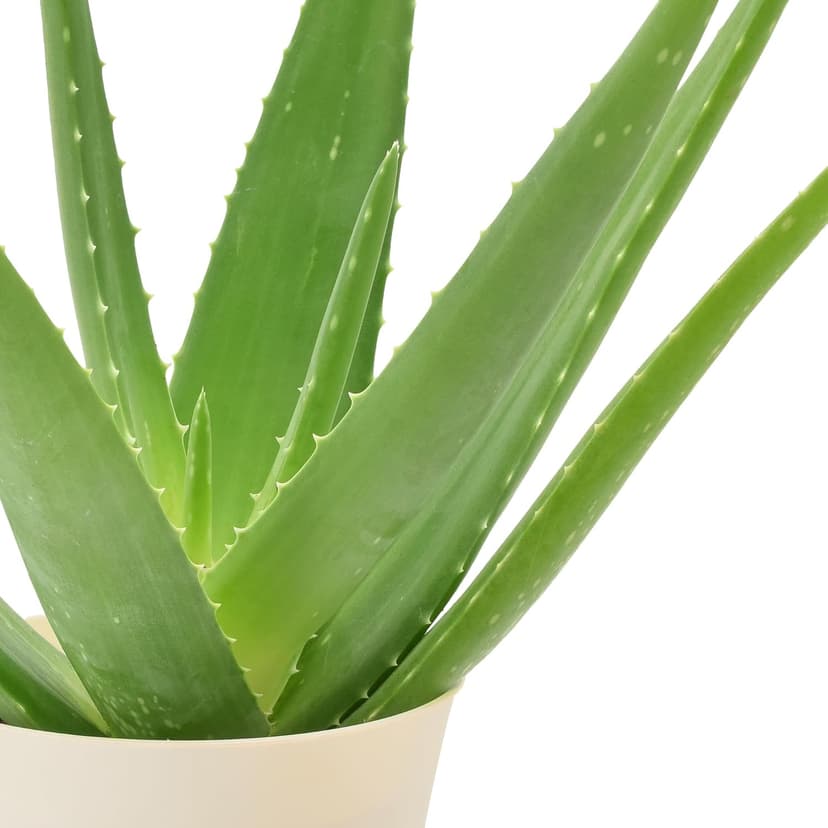 Live Aloe Vera Succulent Easy Indoor Houseplant in Plastic Pot, Air Purifying Ornamental Plant Gift for Home and Garden Decor, 4 Inch