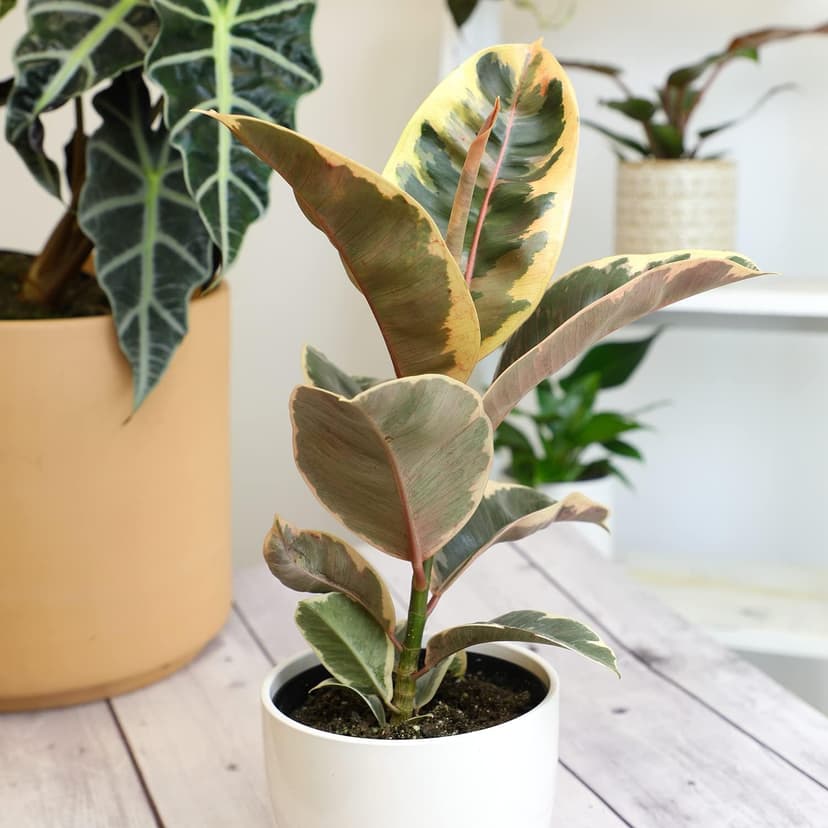 6" Ficus Tineke, Variegated Rubber Plant, Real Ficus Tree, Indoor Garden Greenhouse Plant Room Decor Office Plants Live Real Plants Indoor Live Plants Indoor Plants Live Houseplants by Plants for Pets