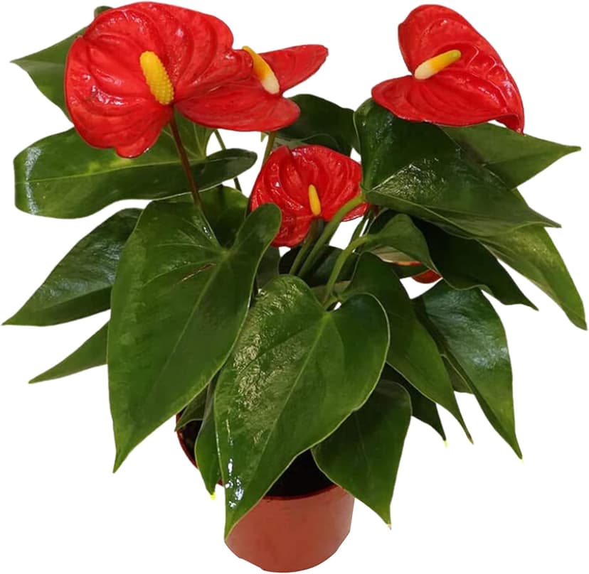 California Tropicals Anthurium Red - Live House Plants Indoor, 4 Inch Pot for Easy Care, Perfect for Office, Home & Flamingo Decor, Real Plant, Plant Gift, Flowering Plants, Sympathy Flowers
