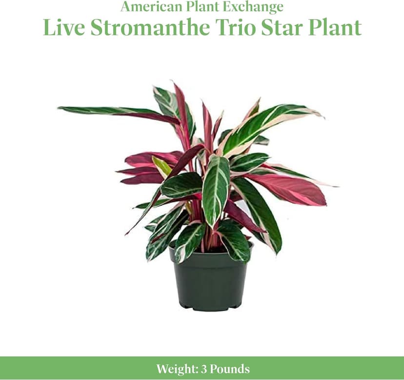 American Plant Exchange Stromanthe Triostar – 6-Inch Pot with Cover – Live Easy Care Indoor Houseplant, Air-Purifying, Bright Light Tropical Plant for Home, Office & Garden Decor