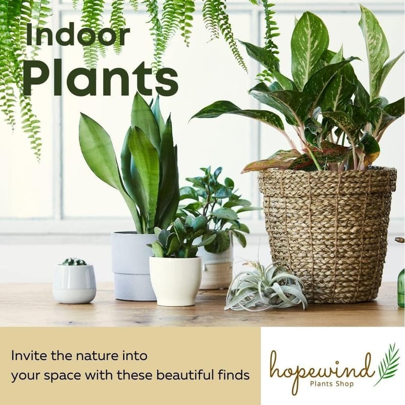 Hopewind Plants Shop- Silver Satin Pothos, Scindapsus pictus 'Argyraeus' Popular and Attractive houseplant, Gorgeous Live Indoor Plant, Easy to Care and Rare Variety Green Thumbs Up 4 inch Pot