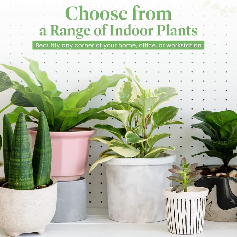 American Plant Exchange Stromanthe Triostar – 6-Inch Pot with Cover – Live Easy Care Indoor Houseplant, Air-Purifying, Bright Light Tropical Plant for Home, Office & Garden Decor