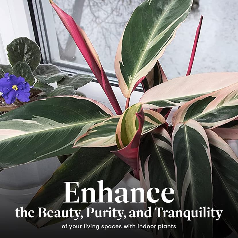 American Plant Exchange Stromanthe Triostar – 6-Inch Pot with Cover – Live Easy Care Indoor Houseplant, Air-Purifying, Bright Light Tropical Plant for Home, Office & Garden Decor