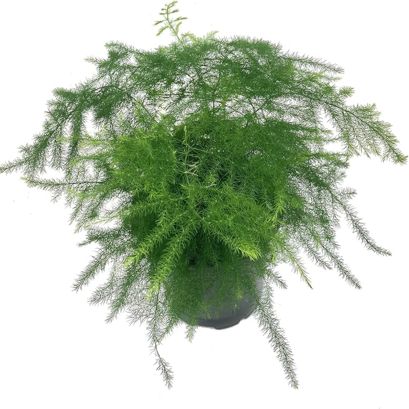 Asparagus Fern - Live Plant in a 4 Inch Pot - Asparagus Plumosus Setaceus - Rare and Exotic Ferns from Florida - Beautiful Clean Air Indoor Outdoor Ferns