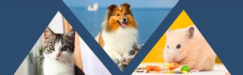 MidWest Homes for Pets Newly Enhanced Single & Double Door iCrate Dog Crate, Includes Leak-Proof Pan, Floor Protecting Feet, Divider Panel & New Patented Features