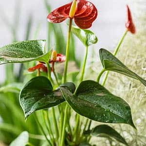 California Tropicals Anthurium Red - Live House Plants Indoor, 4 Inch Pot for Easy Care, Perfect for Office, Home & Flamingo Decor, Real Plant, Plant Gift, Flowering Plants, Sympathy Flowers