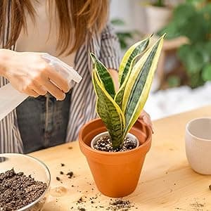 Live Snake Plant, Sansevieria trifasciata Superba, Fully Rooted Indoor House Plant in Pot, Mother in Law Tongue Sansevieria Plant, Potted Succulent Plant, Houseplant in Potting Soil by Plants for Pets