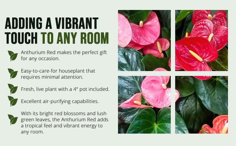 California Tropicals Anthurium Red - Live House Plants Indoor, 4 Inch Pot for Easy Care, Perfect for Office, Home & Flamingo Decor, Real Plant, Plant Gift, Flowering Plants, Sympathy Flowers