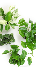 Live Snake Plant, Sansevieria trifasciata Superba, Fully Rooted Indoor House Plant in Pot, Mother in Law Tongue Sansevieria Plant, Potted Succulent Plant, Houseplant in Potting Soil by Plants for Pets