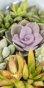 Live Snake Plant, Sansevieria trifasciata Superba, Fully Rooted Indoor House Plant in Pot, Mother in Law Tongue Sansevieria Plant, Potted Succulent Plant, Houseplant in Potting Soil by Plants for Pets