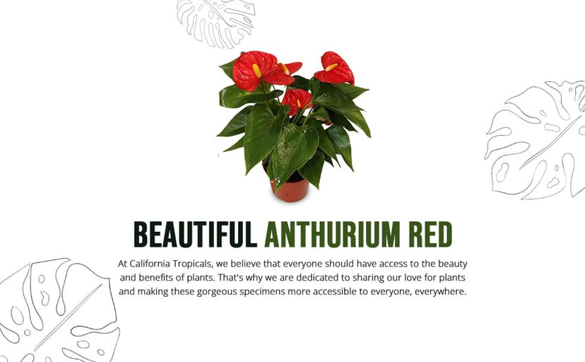 California Tropicals Anthurium Red - Live House Plants Indoor, 4 Inch Pot for Easy Care, Perfect for Office, Home & Flamingo Decor, Real Plant, Plant Gift, Flowering Plants, Sympathy Flowers