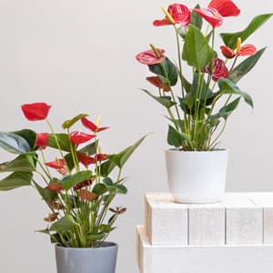 California Tropicals Anthurium Red - Live House Plants Indoor, 4 Inch Pot for Easy Care, Perfect for Office, Home & Flamingo Decor, Real Plant, Plant Gift, Flowering Plants, Sympathy Flowers