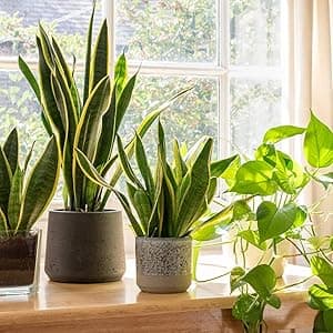 Live Snake Plant, Sansevieria trifasciata Superba, Fully Rooted Indoor House Plant in Pot, Mother in Law Tongue Sansevieria Plant, Potted Succulent Plant, Houseplant in Potting Soil by Plants for Pets