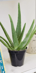 Live Snake Plant, Sansevieria trifasciata Superba, Fully Rooted Indoor House Plant in Pot, Mother in Law Tongue Sansevieria Plant, Potted Succulent Plant, Houseplant in Potting Soil by Plants for Pets