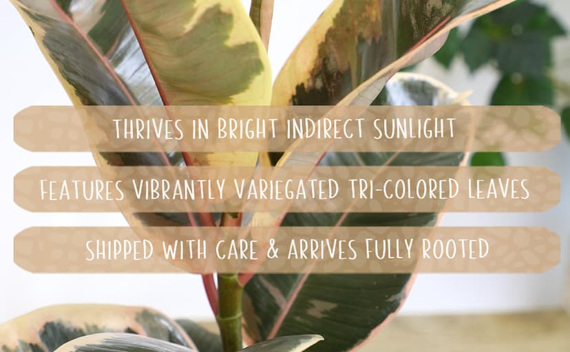 6" Ficus Tineke, Variegated Rubber Plant, Real Ficus Tree, Indoor Garden Greenhouse Plant Room Decor Office Plants Live Real Plants Indoor Live Plants Indoor Plants Live Houseplants by Plants for Pets