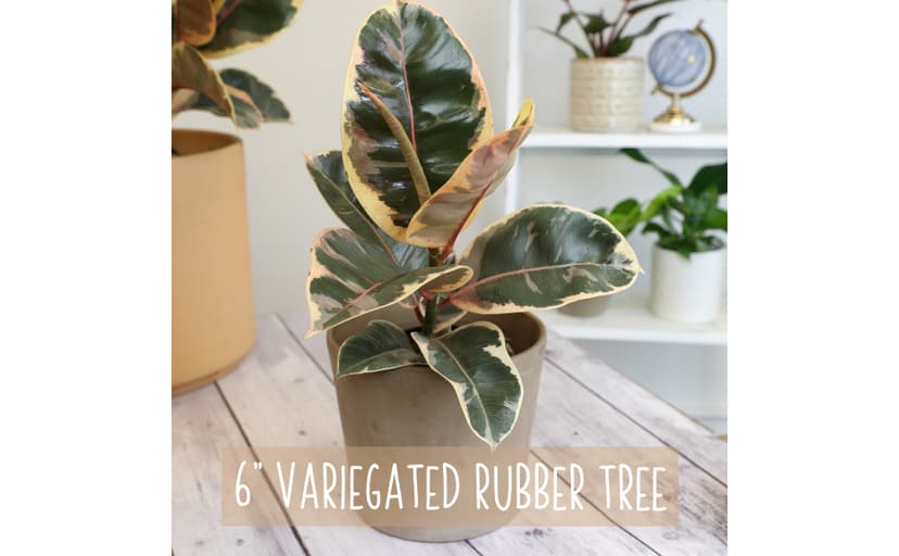6" Ficus Tineke, Variegated Rubber Plant, Real Ficus Tree, Indoor Garden Greenhouse Plant Room Decor Office Plants Live Real Plants Indoor Live Plants Indoor Plants Live Houseplants by Plants for Pets