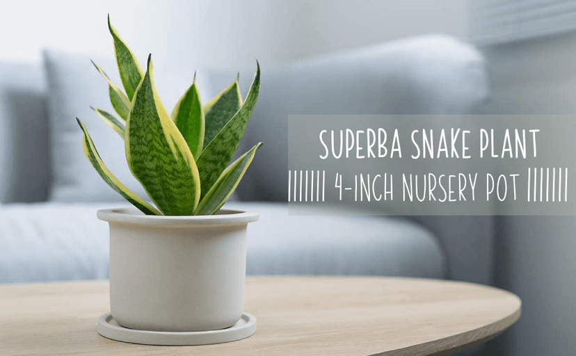 Live Snake Plant, Sansevieria trifasciata Superba, Fully Rooted Indoor House Plant in Pot, Mother in Law Tongue Sansevieria Plant, Potted Succulent Plant, Houseplant in Potting Soil by Plants for Pets